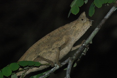 Brookesia superciliaris