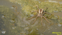 Dolomedes sulfureus