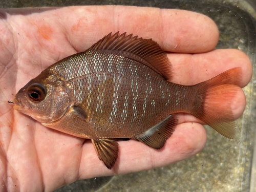 Black Surfperch