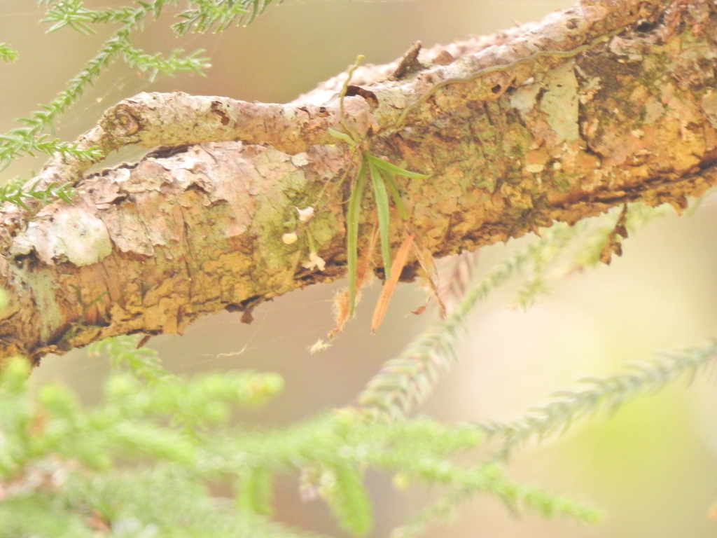 Sarcochilus hillii
