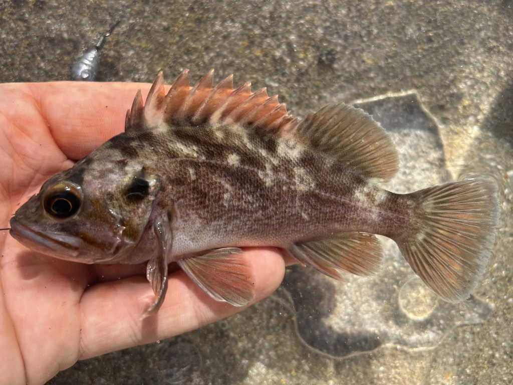 Bolina (Sebastes auriculatus) — Sebastidae