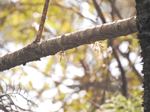 Image of Sarcochilus loganii by (c) Scott W. Gavins, some rights reserved (CC BY)