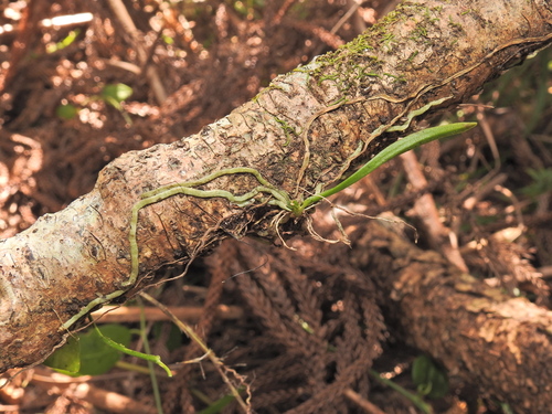 Image of Sarcochilus loganii by (c) Scott W. Gavins, some rights reserved (CC BY)