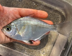Walleye Surfperch photo 3