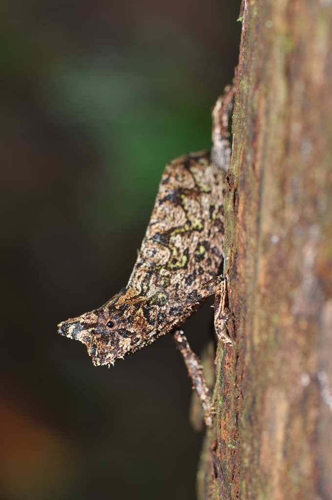 Perinet Leaf Chameleon
