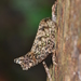 Perinet Leaf Chameleon - Photo (c) CORDENOS Thierry, some rights reserved (CC BY-NC), uploaded by CORDENOS Thierry