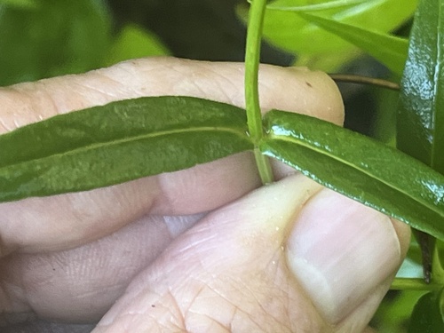 Image of Jamesianthus alabamensis by (c) Brian Finzel, some rights reserved (CC BY-SA)