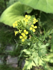 Brassica rapa