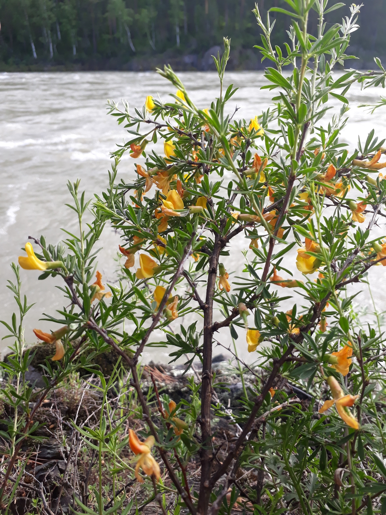 Caragana altaica