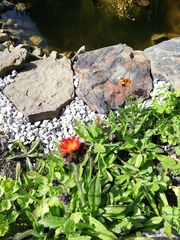 Pilosella aurantiaca