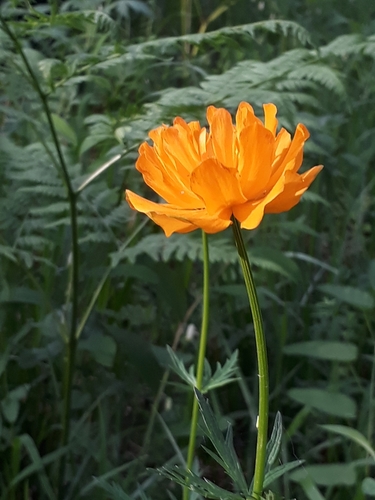 Image of Altai Globeflower (Trollius altaicus) by (c) Кристина Медведева, some rights reserved (CC BY)