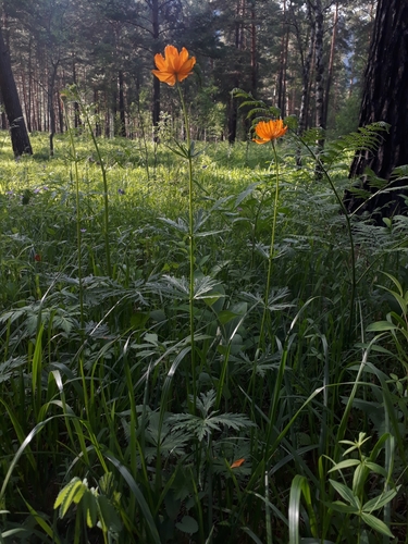 Image of Trollius altaicus by (c) Кристина Медведева, some rights reserved (CC BY)