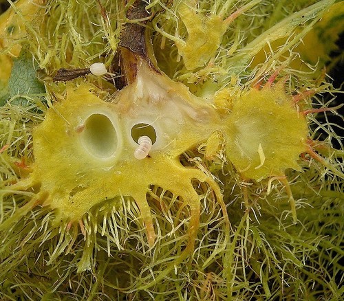 Diplolepis rosae nuotrauka