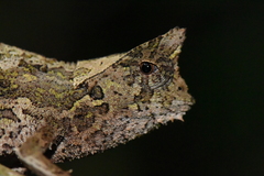Perinet Leaf Chameleon photo 3