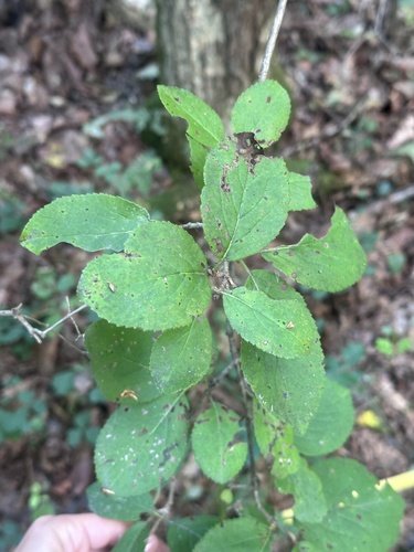 Viburnum burejaeticum (Viburnum burejaeticum)