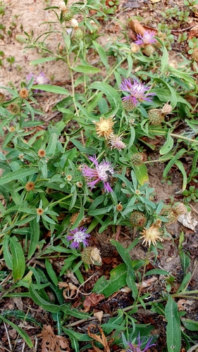 Image of Centaurea trichocephala by (c) Анна Митрошенкова, some rights reserved (CC BY)