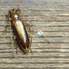 Notoceresium impressiceps