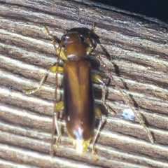 Notoceresium impressiceps