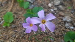 Oxalis burkei