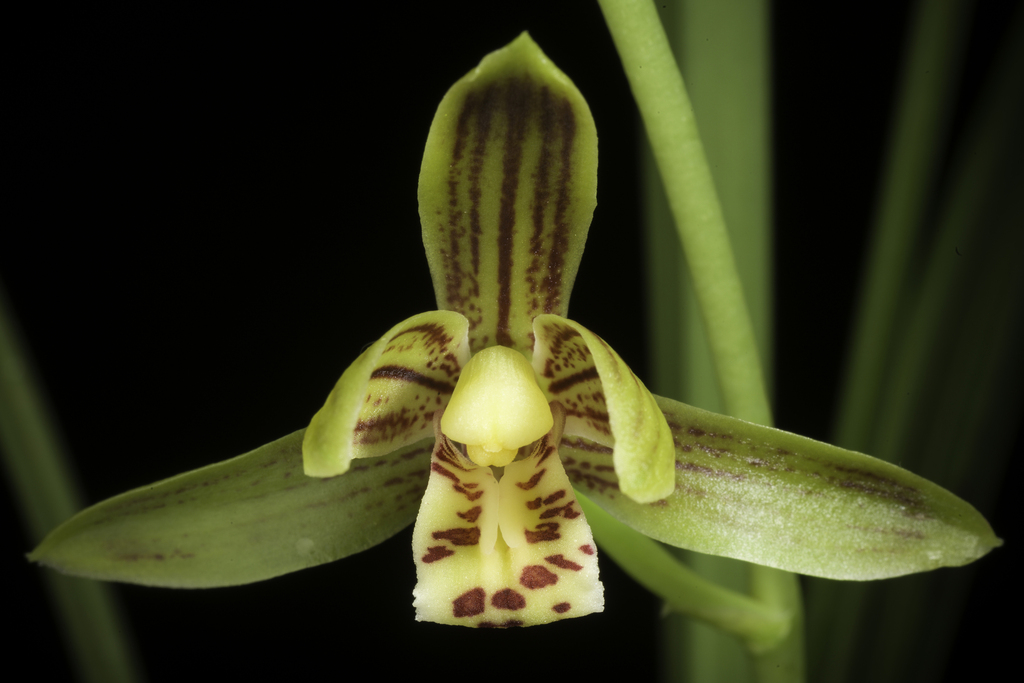 Cymbidium haematodes