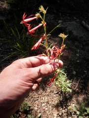 Ipomopsis aggregata aggregata