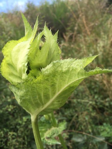Cabbage Thistle