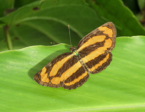 Common Lascar