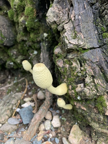 Leucocoprinus birnbaumii
