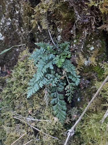Image of Asplenium altajense by (c) Кристина Медведева, some rights reserved (CC BY)