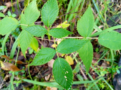 Image of Rubus sachalinensis by (c) Сергей Голубев, some rights reserved (CC BY)