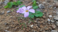 Oxalis burkei