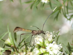 Enchoptera apicalis