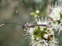 Enchoptera apicalis