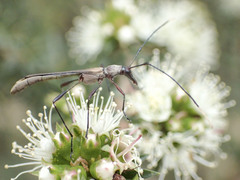 Enchoptera apicalis