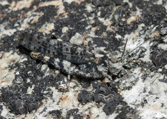 Circotettix shastanus