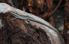 Emoia atrocostata