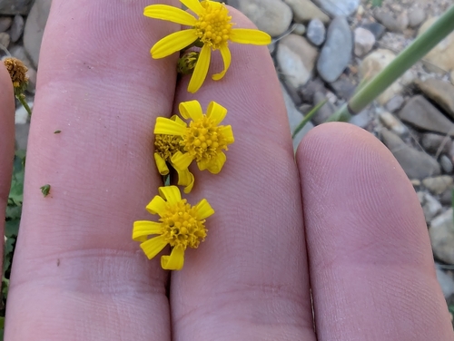 Image of Cineraria lyratiformis by (c) Will Cornwell, some rights reserved (CC BY)