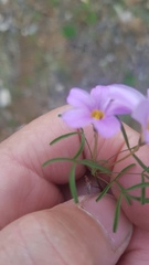 Oxalis burkei
