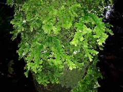 Pseudocyphellaria chloroleuca