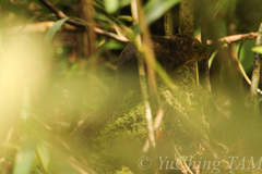 Sundasciurus everetti