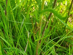 Pseudochorthippus parallelus