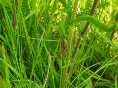 Pseudochorthippus parallelus