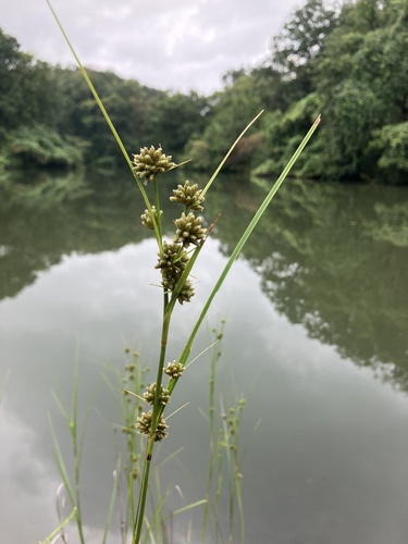 Scirpus fuirenoides iNat (1)