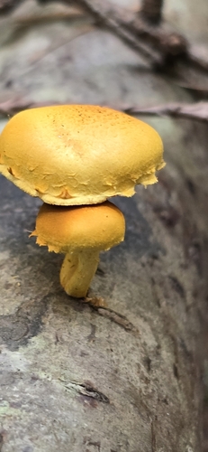 Pholiota