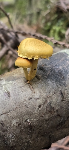 Pholiota (Photo 2 of 11)