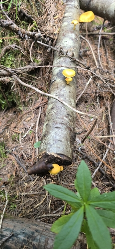 Pholiota (Photo 3 of 11)
