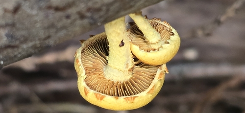 Pholiota (Photo 4 of 11)