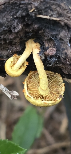 Pholiota (Photo 5 of 11)