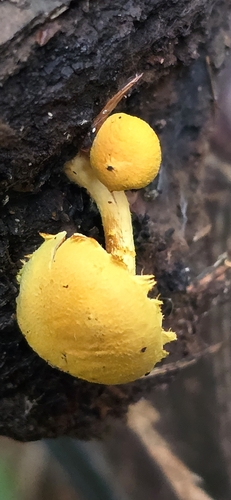 Pholiota (Photo 6 of 11)