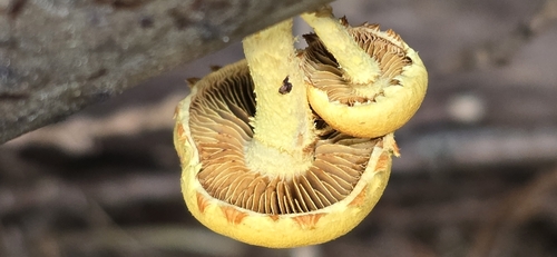Pholiota (Photo 7 of 11)